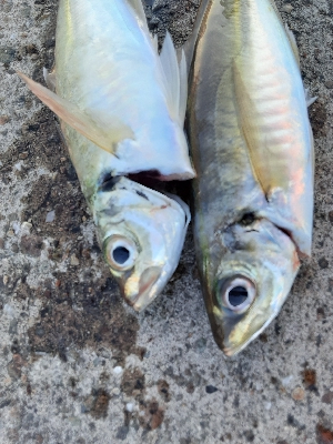 大潮４日目アジング