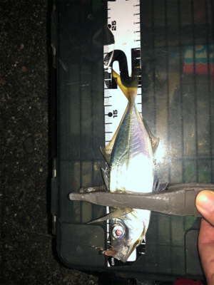 中アジと中メバル