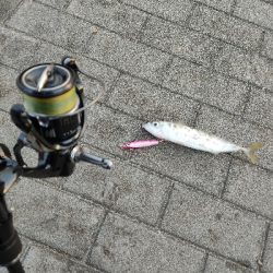 釣り納めかな。