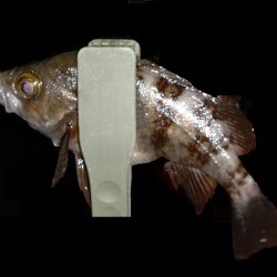 風が強く厳しい釣行でした