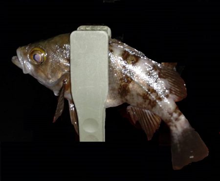 風が強く厳しい釣行でした