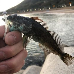夕方の根魚調査