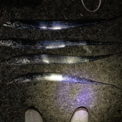 タチウオしぶい。。