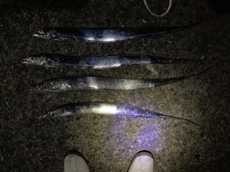 タチウオしぶい。。