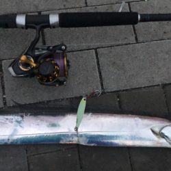 先週に引き続きサゴシ！待望の太刀魚も！