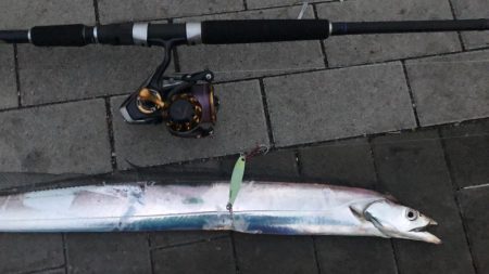 先週に引き続きサゴシ！待望の太刀魚も！