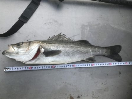 えー釣り納めになりました^_^