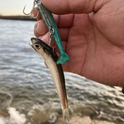 ショア青物そろそろ厳しいか