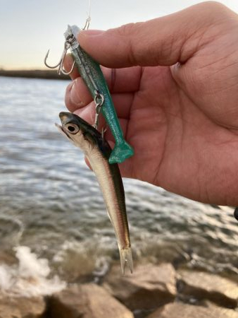 ショア青物そろそろ厳しいか