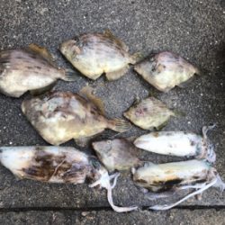 アオリイカ、カワハギ便