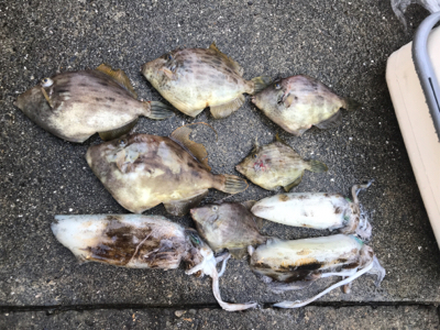 アオリイカ、カワハギ便