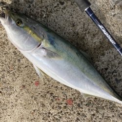 メジロ・サゴシ