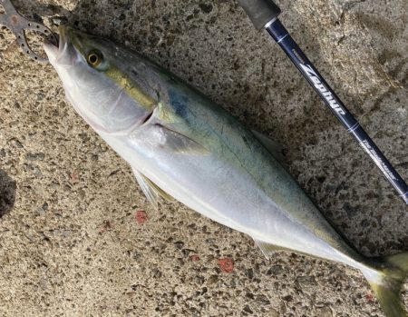 メジロ・サゴシ