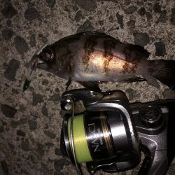 寒さがまだマシ！