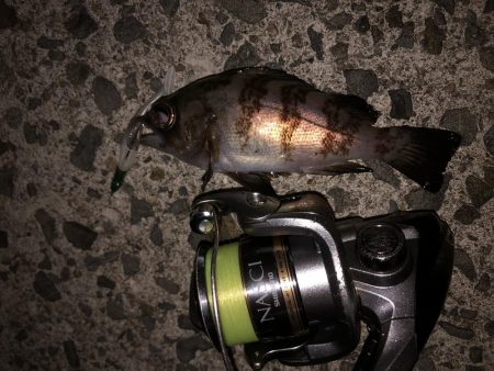 寒さがまだマシ！