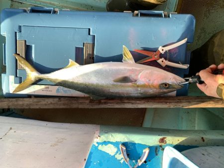 名田屋さんで飲ませ＆ガシラ釣り