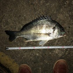 まずまずのチヌ