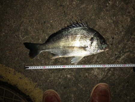 まずまずのチヌ