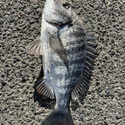 イチノ兄弟、釣果！