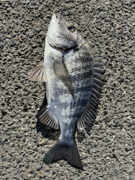 イチノ兄弟、釣果！