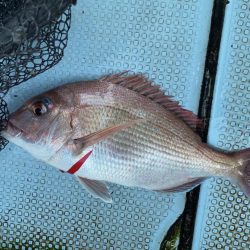 釣り納め　正月用の鯛