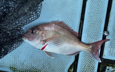 釣り納め　正月用の鯛