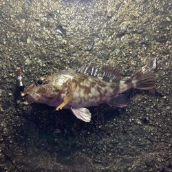 探り釣りとタンコブゲーム