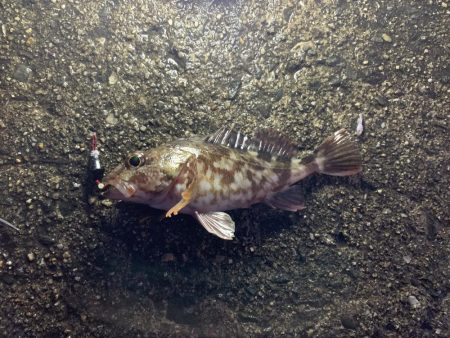 探り釣りとタンコブゲーム