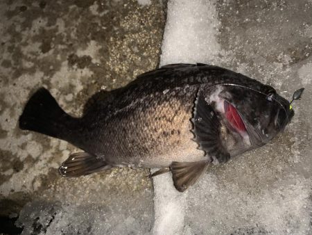 久々の釣りは、、、