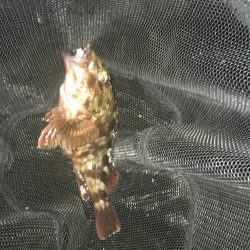 ガシラに次ぐガシラ