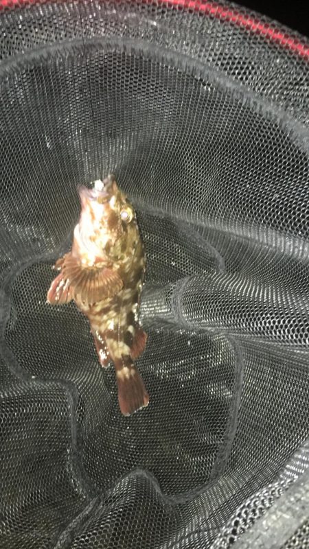 ガシラに次ぐガシラ