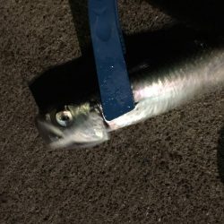 淡路観光アジング2