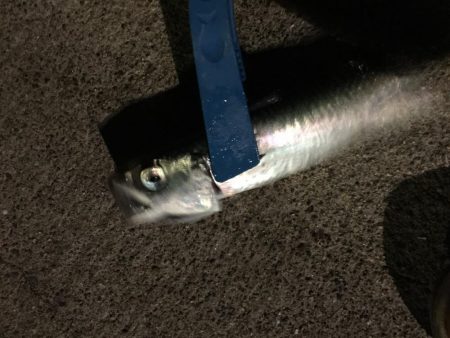 淡路観光アジング2