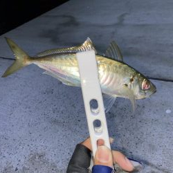 アジング、そしてショアジギング