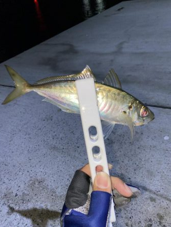 アジング、そしてショアジギング