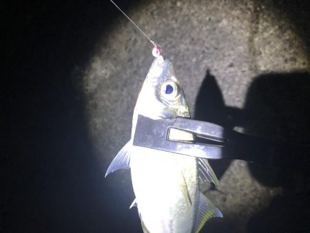 久しぶりのアジング