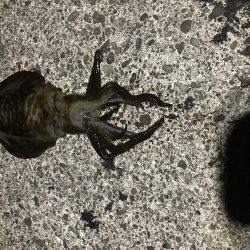 サイズ期待するも。。