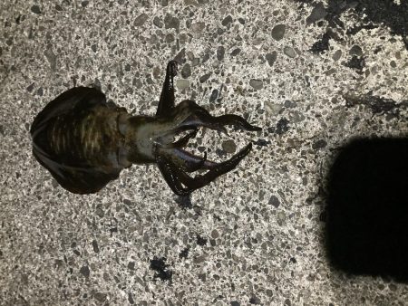 サイズ期待するも。。