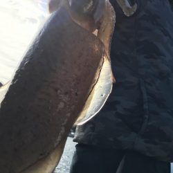 出ました！青物！ハタ！コウイカ