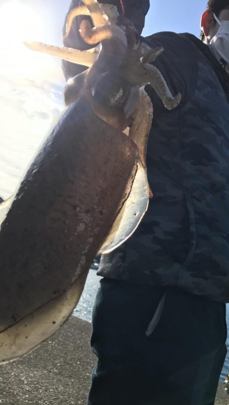 出ました！青物！ハタ！コウイカ