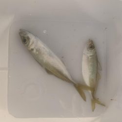 朝まずめアジング