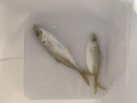 朝まずめアジング