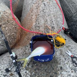 またまた青物が釣りたくて