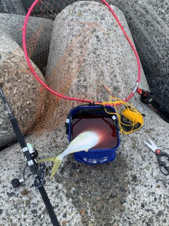 またまた青物が釣りたくて