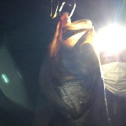 円山川シーバス