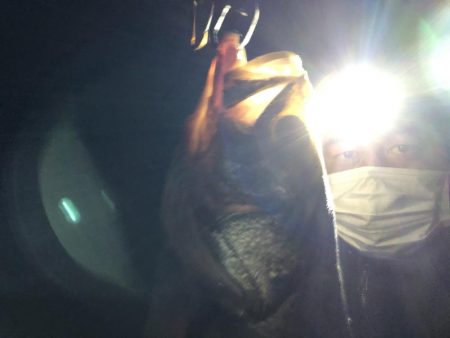 円山川シーバス