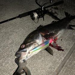 冬の湾奥シーバス