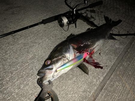 冬の湾奥シーバス