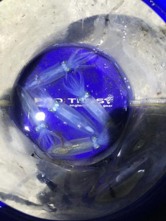 ファミリーヒイカ