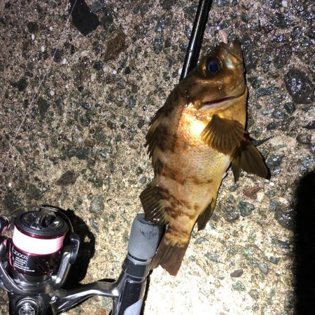 2020 佐渡ヶ島ライトゲーム